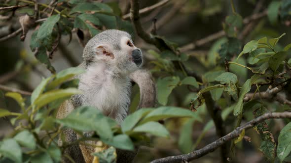 Static shot of a Common Squirrel monkey on a branch of a tree (Saimiri) Costa Rica