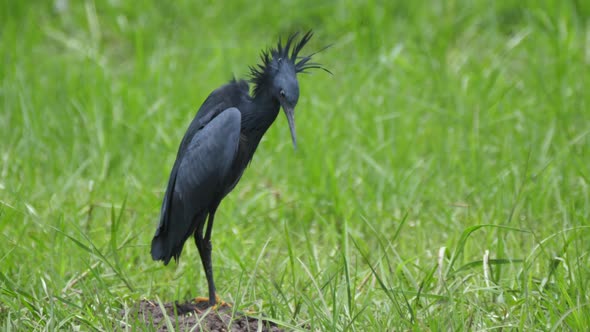 Black heron cleaning his feathers