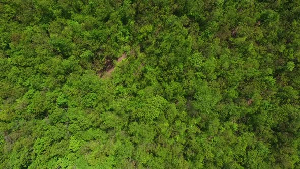 Aerial View of Forest