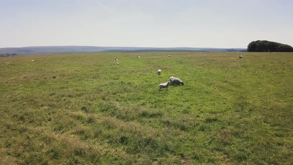 Livestock grazing in National Park in Dartmoor, England.