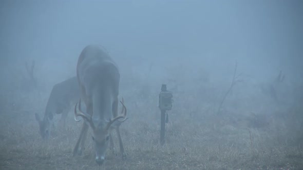 whitetail deer in texas