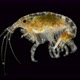 Crustacean Gammarus Under a Microscope, Amphipoda Crustaceans, Distributed in the Benthos of the - VideoHive Item for Sale