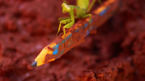 Green praying mantis on  dirty pencil