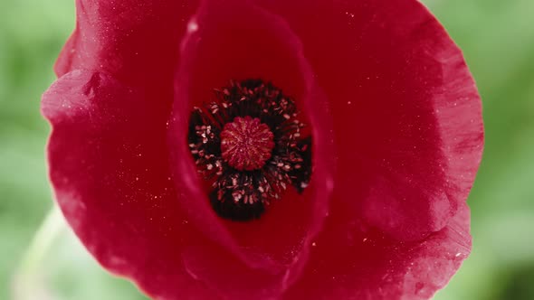 Red Poppy in a Field Close Up