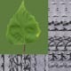 Birch Leaf And Bark - 3DOcean Item for Sale