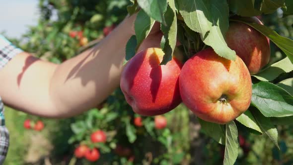 Female Hands Are Harvesting Beautiful Ripe Apples From the Tree in the Orchard