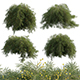Acacia cognata Limelight – Weeping Acacia - 3DOcean Item for Sale