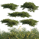 Acacia cognata Limelight – Weeping Acacia - 3DOcean Item for Sale