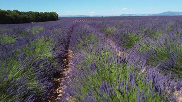 Lavender Agriculture Cultivation Field