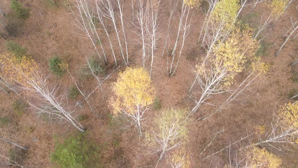 Beautiful Forest with Trees in an Autumn Day