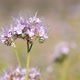 Bees Pollinate Phacelia Flowers - VideoHive Item for Sale