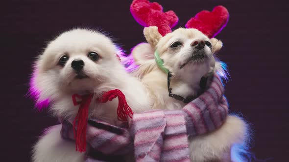 two lap dog chihuahua and pomeranien friend in christmas costume sit together with casual and relax