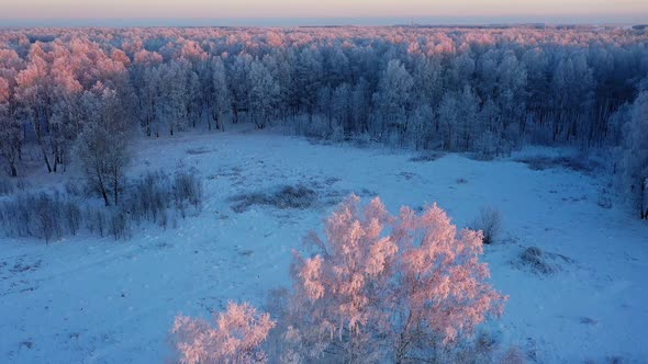 Snow covered tree at sunset