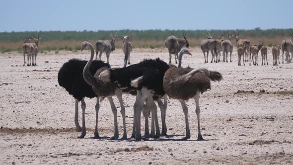 Group of ostrich on a dry savanna