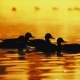 Duck Sounds Ambience