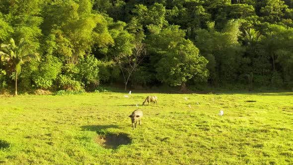 Tropical Countryside with Green Forest, Field and Buffalo. Carabao Bull in Sunny Landscape