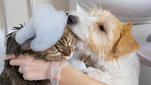 A Jack Russell Terrier dog helps a specialist wash a fluffy cat in the bathroom