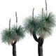 Xanthorrhoea Arborea – Grass Tree – 04 - 3DOcean Item for Sale