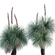 Xanthorrhoea Arborea – Grass Tree – 03 - 3DOcean Item for Sale