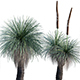 Xanthorrhoea Arborea – Grass Tree – 02 - 3DOcean Item for Sale