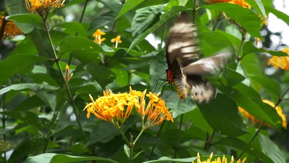 close up of a female green birdwing butterfly feeding on a yellow ixoria flower