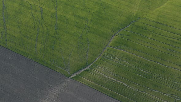 Aerial View of Large Fields of Wheat Cracking From the Intense Summer Heat