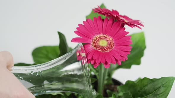 Close up of a pink gerbera being watered