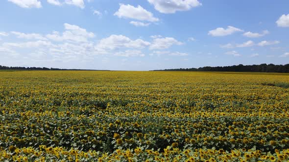 Aerial View of a Field with Sunflowers