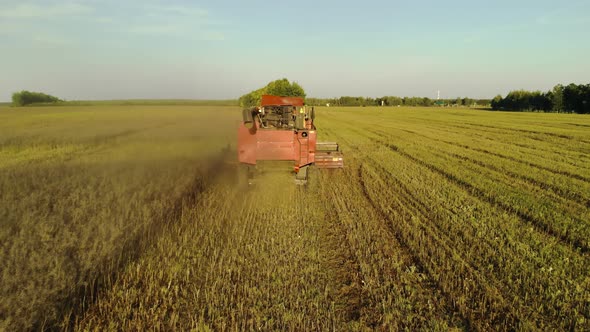 Combine Harvester Removes Oats in the Field, Autumn Evening at Sunset