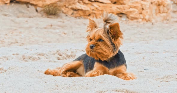 Small Yorkshire Terrier on a Sandy Beach