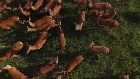 aerial deer herd low flight close up 4k