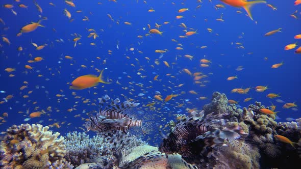 Tropical Coral Garden Marine Life