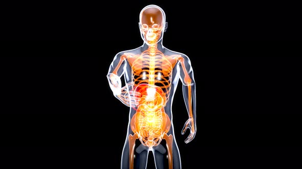 Anatomy concept of a liver alt