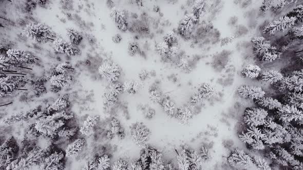 Aerial Forest view