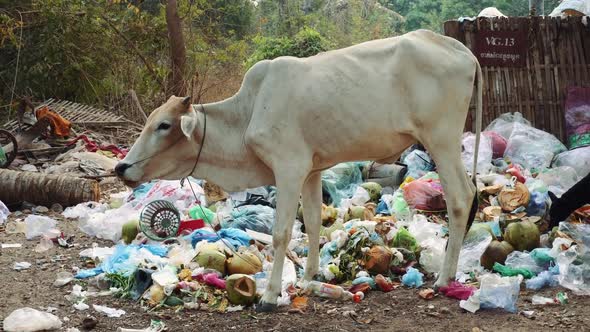 Cow Feeding On Garbage In Angkor Wat Cambodia.