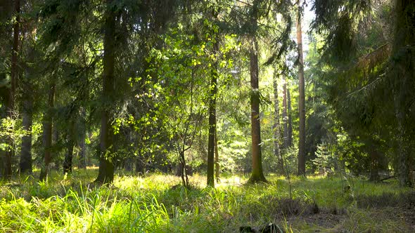 A Forest on a Sunny Day