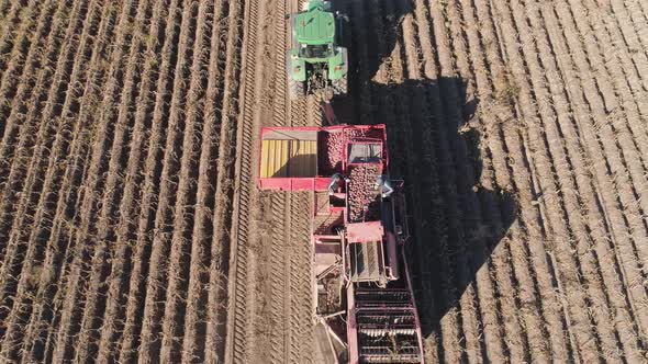 Harvesting Potatoes in Field