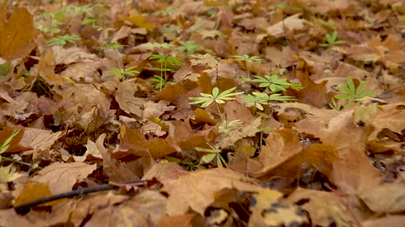 Fallen Yellow Leaves Lie on the Ground in the Forest.