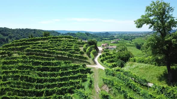 Vineyards with rural houses in Italy during a sunny summer day. Aerial drone shot of the green hills