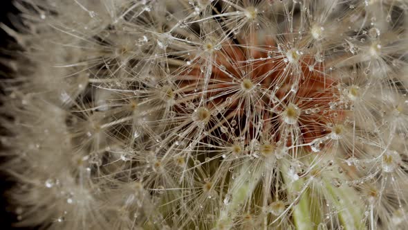 Macro shot of a Dandelion rotating