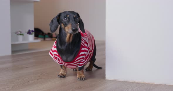 Dachshund Dog Dressed in Striped Tshirt Runs About Room