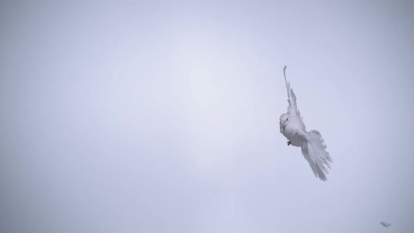 White bird flapping, Slow Motion