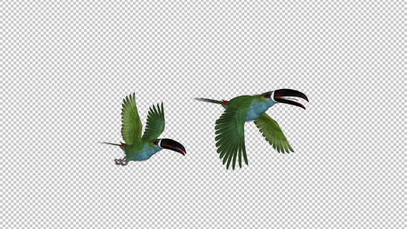 Toucan - II - Green Aracari - Two Birds - Flying Transition - Side View CU alt