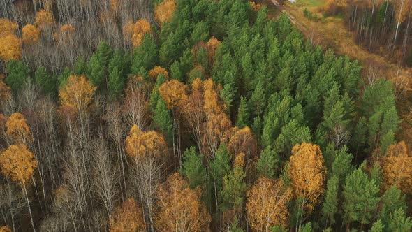 Drone Flight Over Beautiful Deciduous and Coniferous Fall Tree Forest. Autumn in Russia