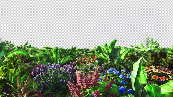 Plants and Flowers alt