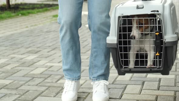 A Woman Carries a Dog Jack Russell Terrier in a Box for Safe Travel Outdoors