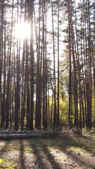 Vertical Video Autumn Forest By Day