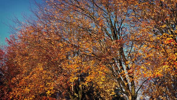 Moving Past Fall Trees In The Sun