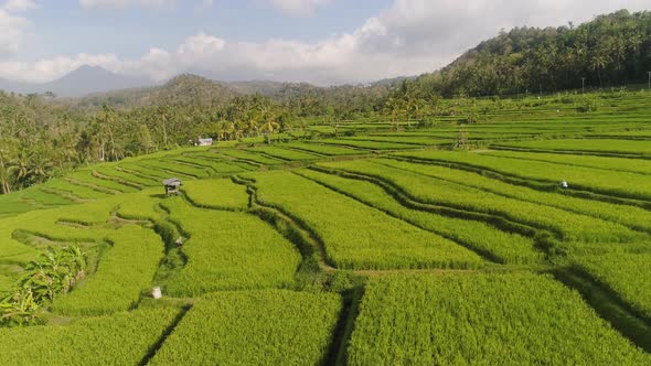Rice Terraces and Agricultural Land in Indonesia