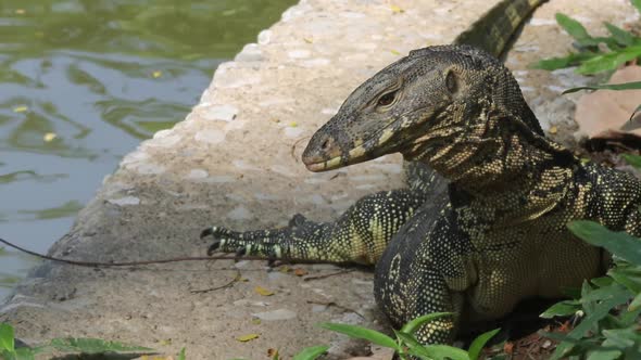 Large asian water monitor sunbathing near a canal in Lumphini Park in Bangkok, Thailand.